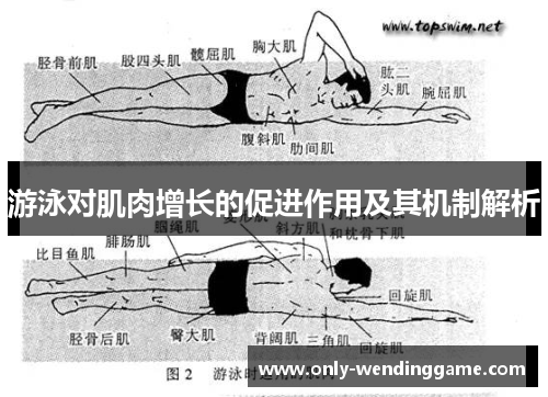 游泳对肌肉增长的促进作用及其机制解析